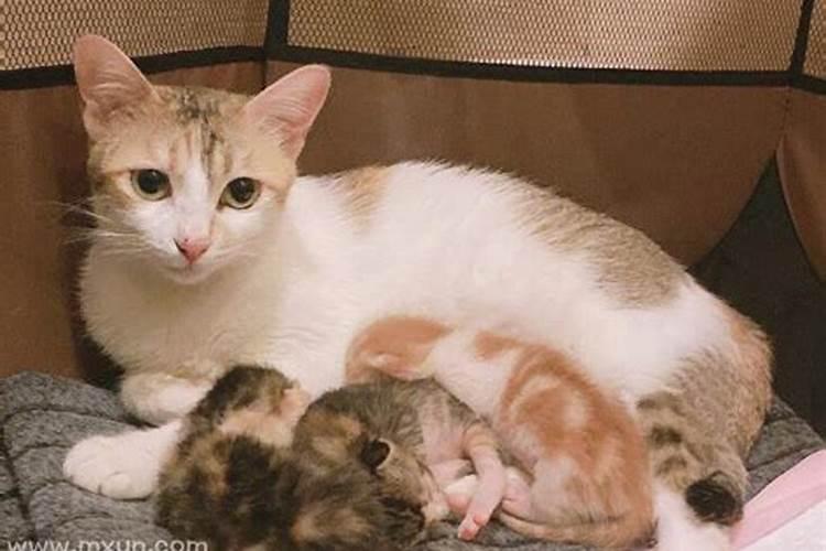 备孕梦到猫是胎梦吗