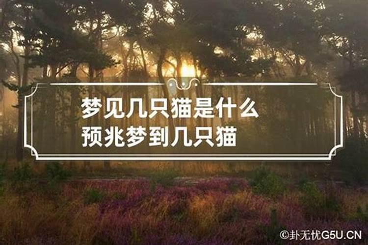 梦见死了很多猫的预兆
