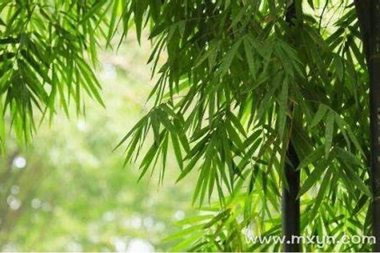 梦到竹子是什么意思 梦到竹子好不好
