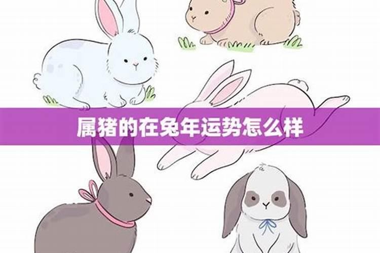 属兔人在哪些年份不好