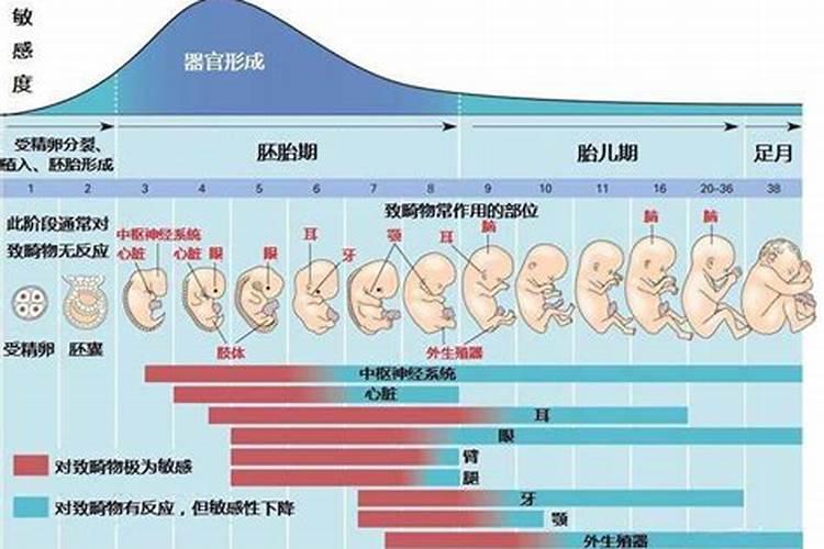 投胎是在刚刚怀孕时还是快生下来才投胎的  百度宝宝知道