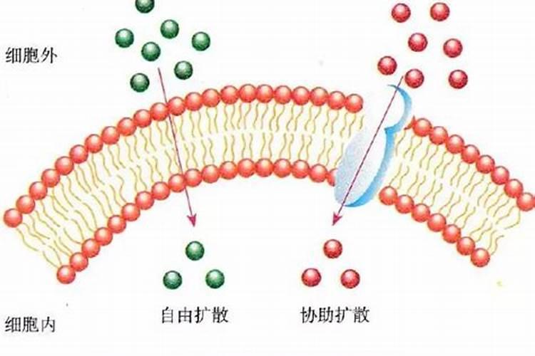 物质转运方式包括,物质转运有几种？各有什么特点？