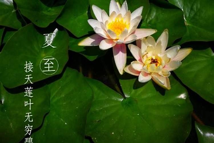 2024夏至节气几点几分开始 夏至和立夏有什么区别
