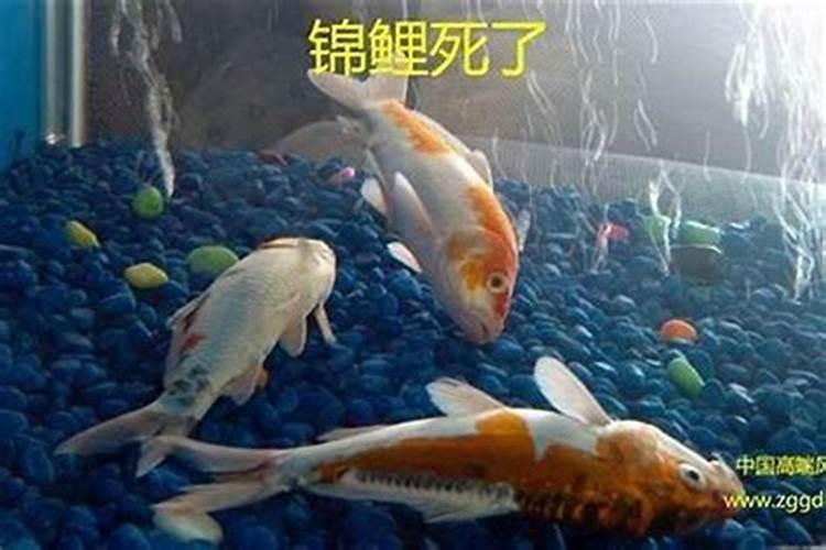 九月九是仙家什么日子九月九怎么给仙家上供？