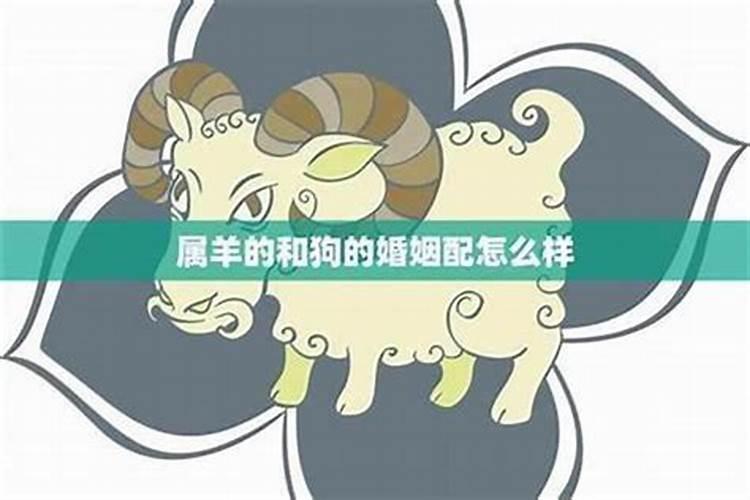 属狗的和属羊的婚姻好不好