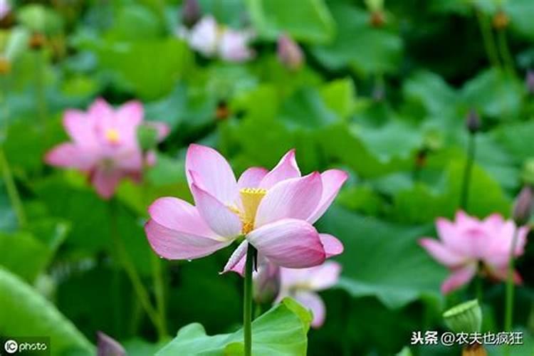 农历七月十五出生的人 是不是鬼节出生的人运气很差