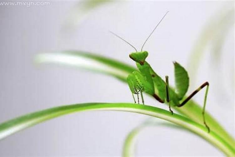 梦到老鼠咬我是什么意思