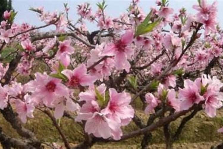 什么盆栽旺桃花