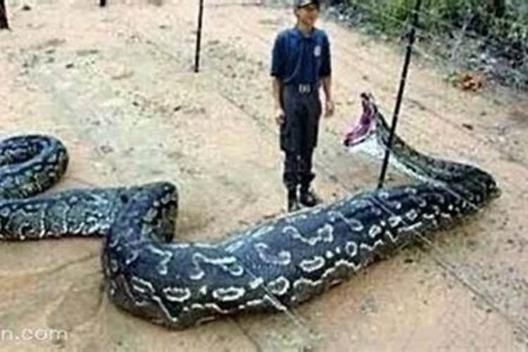 梦见大蛇吞人是什么意思？