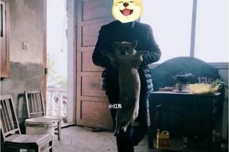 看属相配婚姻女属狗男也属狗,能结婚吗