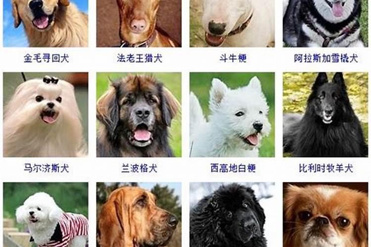 泰迪饲养常识