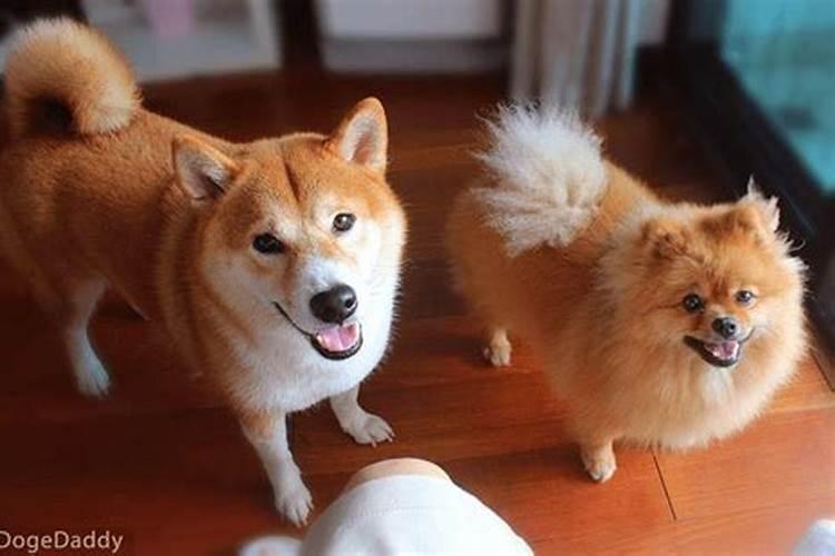 冬至吃汤圆是哪里的习俗 注意事项？