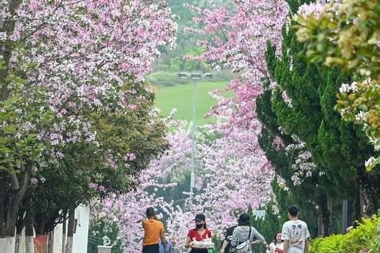广西的清明节风俗
