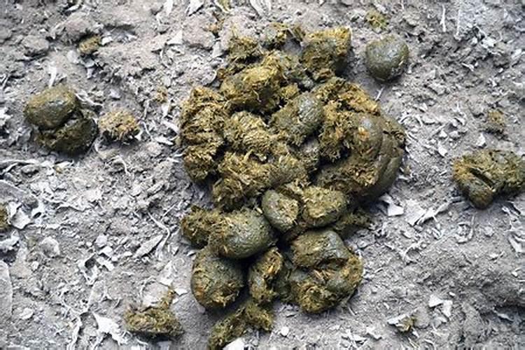 马粪的作用？