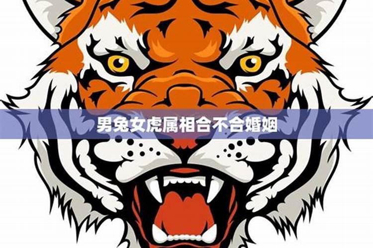 男属兔和女属虎的配吗