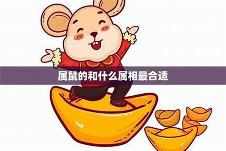 属鼠的人适合找什么属相