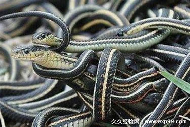 1981年属鸡男2024年每月运程怎么样