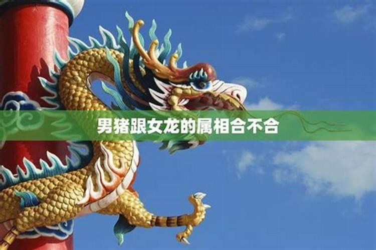 龙和龙的婚配属相好吗