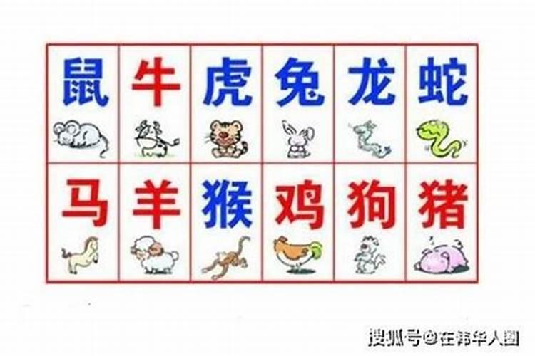 属猪的和属什么的合婚