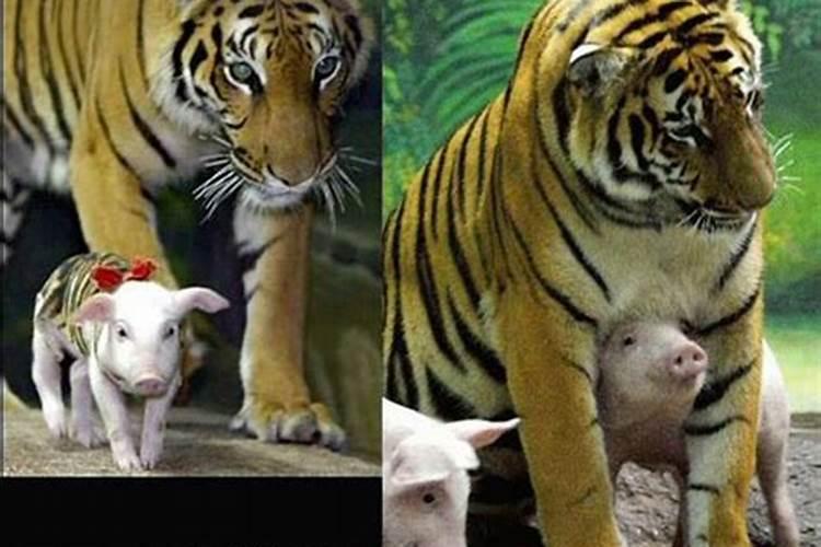 属虎和属猪相合吗,属虎和属猪婚姻怎么样？