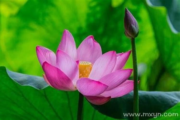 梦见荷花是胎梦吗