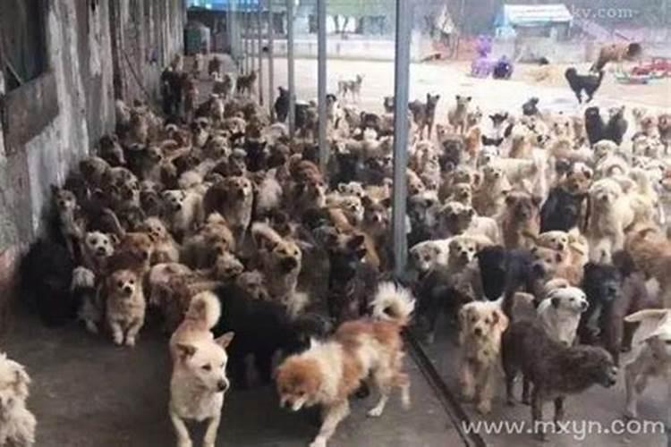 梦到很多大狗,梦见很多狗什么预兆