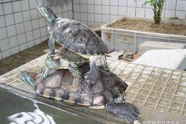 梦见乌龟聚集在一起的预兆
