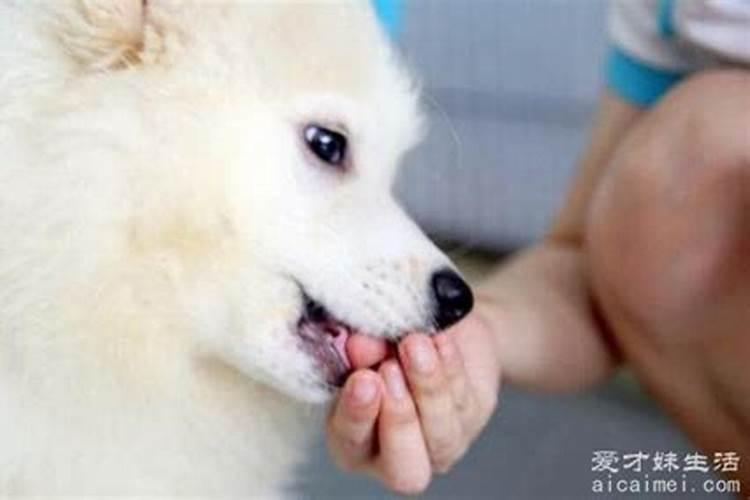 出门狗咬你的预兆,狗咬了老迷信什么说法