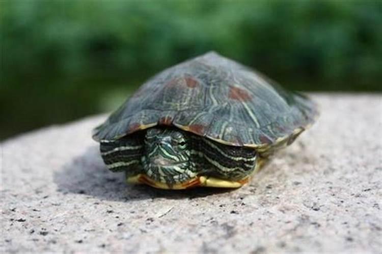 梦见大乌龟死的预兆