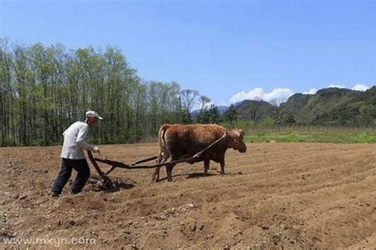 梦见自己用马羊驴犁地是什么意思？