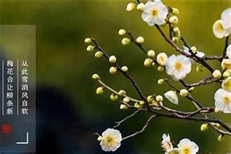 立春的下一个节气是啥？