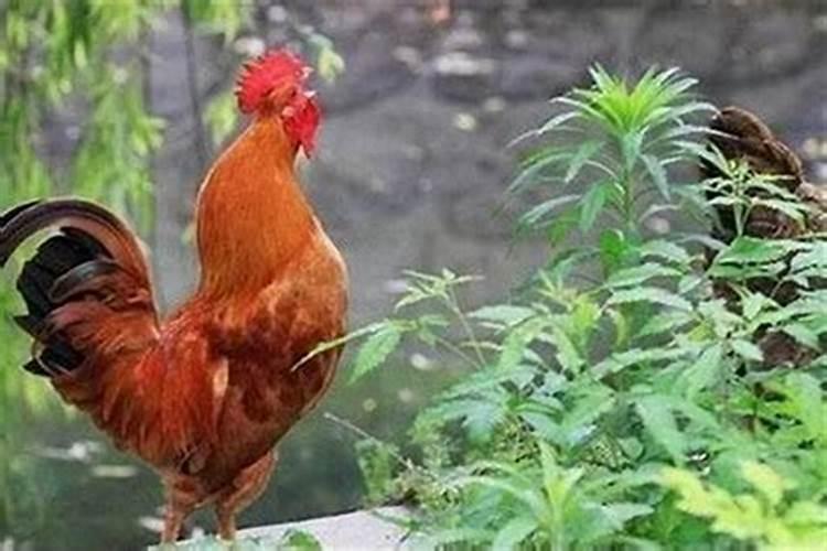 属龙的和属鸡的八字婚配好不好 性情合不合？
