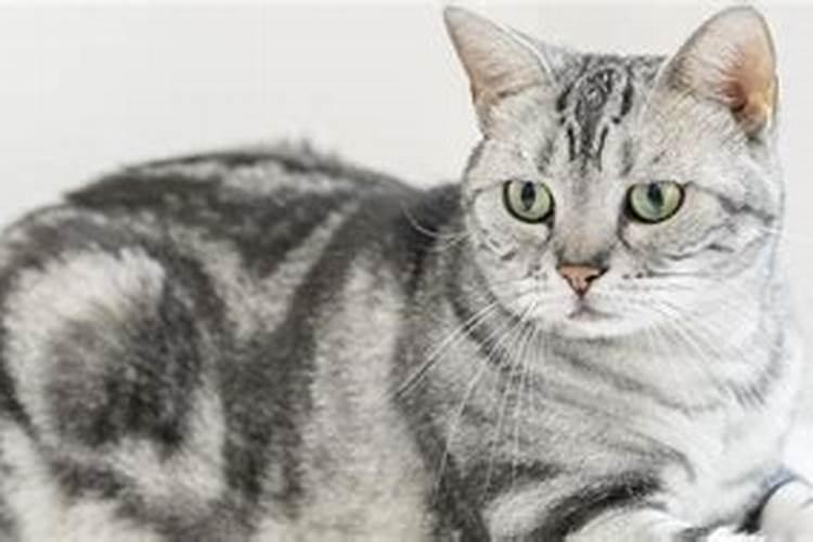 梦到猫往身上扑甩不掉 梦到猫往身上扑甩不掉还咬我