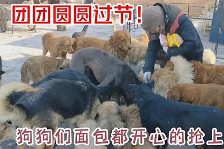 狗年正月十五出生的人命运如何？