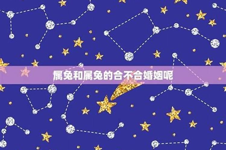 属羊和属兔的合不合