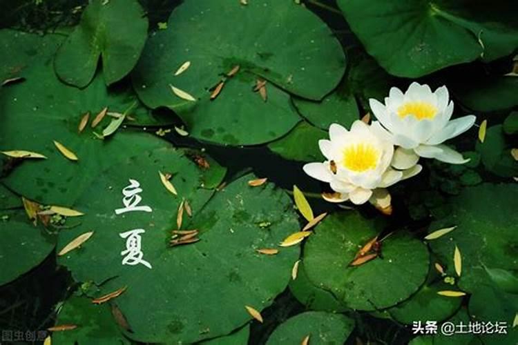 兔年不适合结婚吗 属兔本命年的结婚注意事项