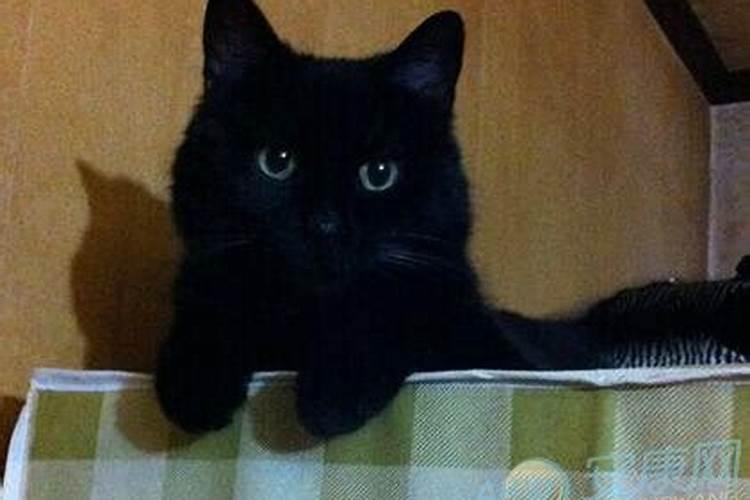 梦到死猫是什么意思 梦到死猫的意思是什么
