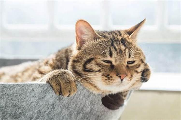 梦见死猫这是好还是坏？