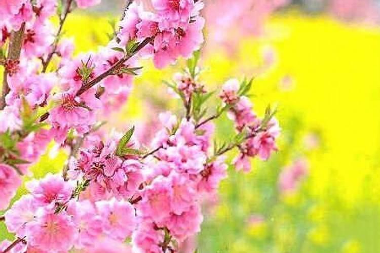 冲喜习俗真能解灾旺运吗详解冲喜的三种方式