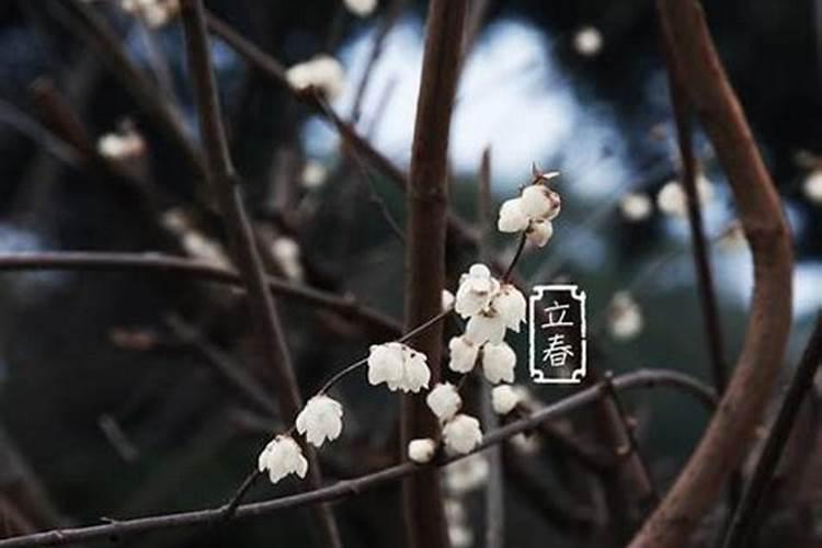 南方立春有什么讲究