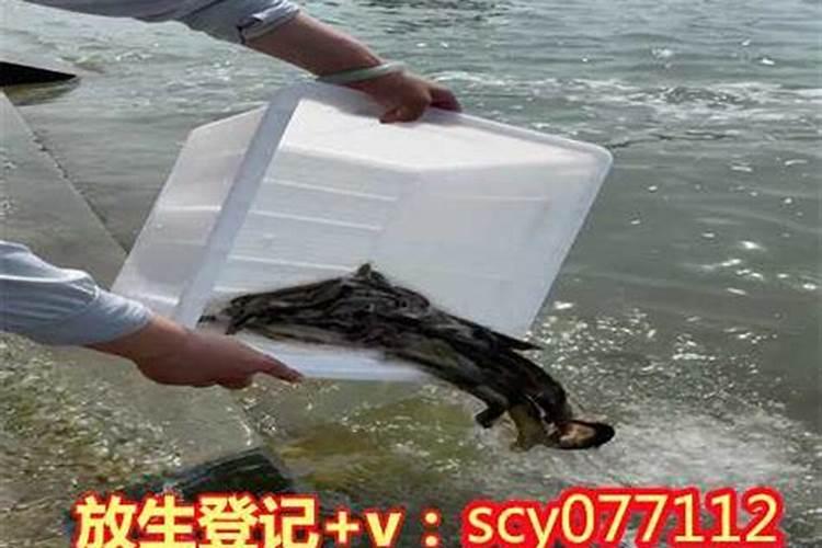 二月二龙抬头放生祈福什么最好