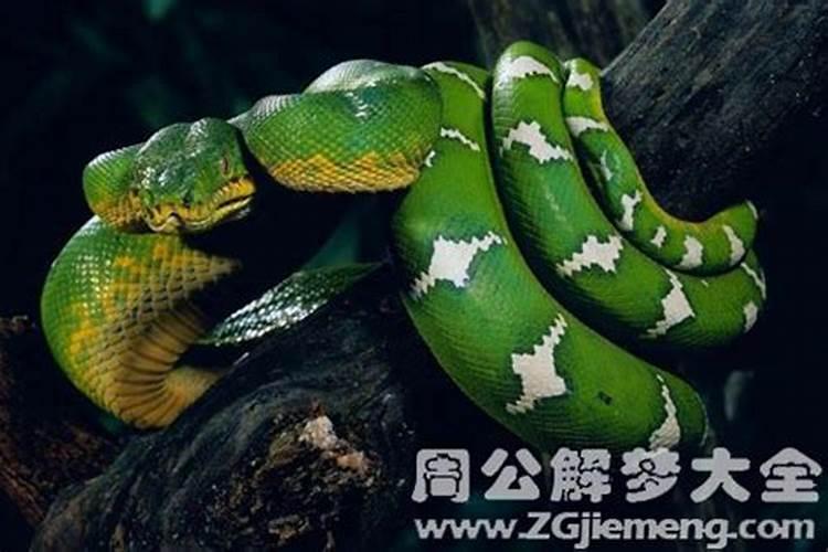 女人梦到蛇咬自己的脚
