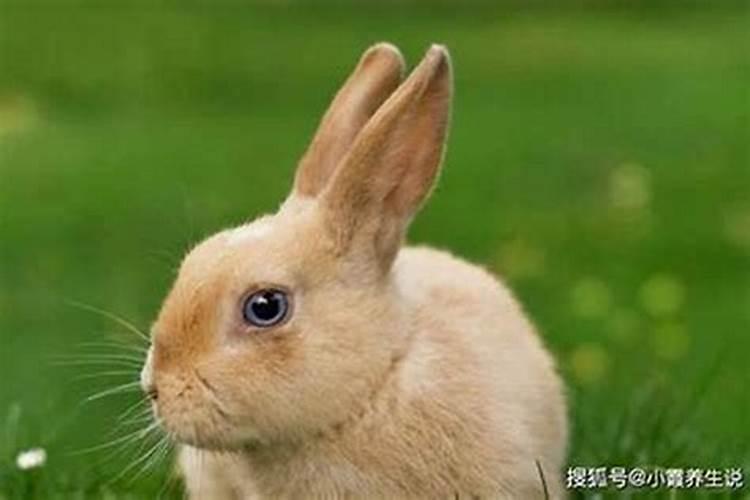 兔和鼠相配婚姻如何,鼠和兔的婚姻能长久吗