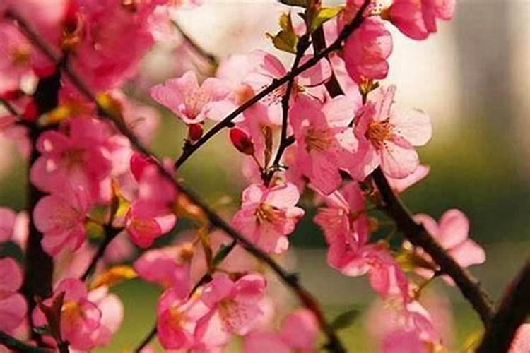 命犯桃花是什么意思？