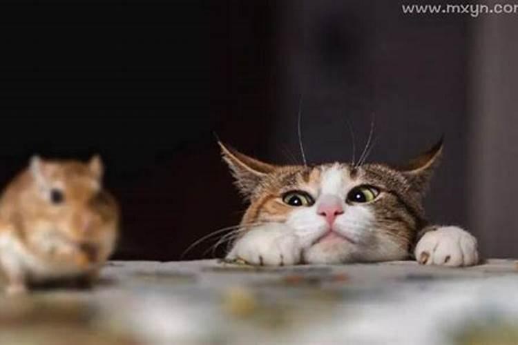 梦见猫和老鼠什么意思