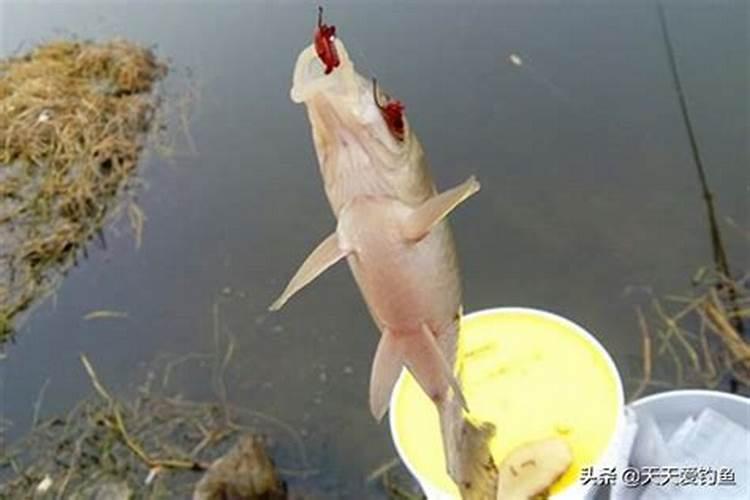 冬至以后钓鱼钓深水还是浅水
