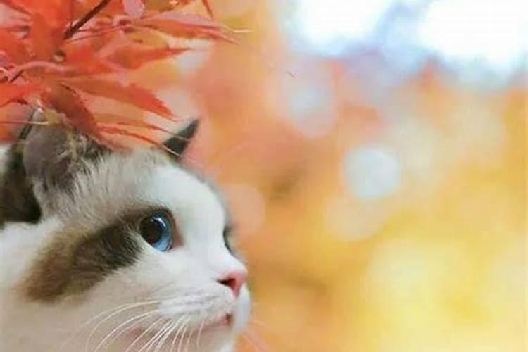 80年的猴2025每月运势