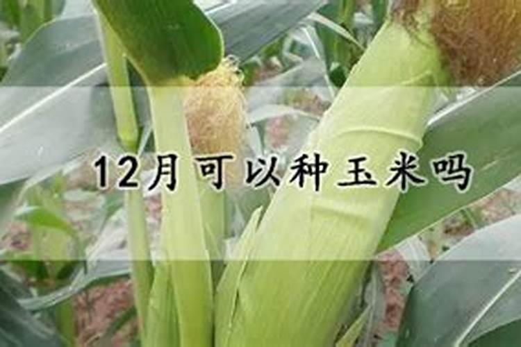田地里有什么