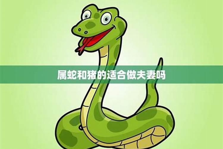 猪年属蛇的运势怎么样,猪年出生生肖和出生时蛇相冲命运会怎样百度知 ...