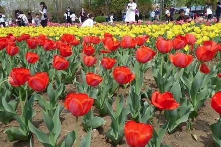 郑州周边清明节三日游去哪